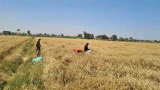 زراعة الإسكندرية: حصاد 97.5% من مساحة القمح وتوريد 89.7 ألف طن للصوامع