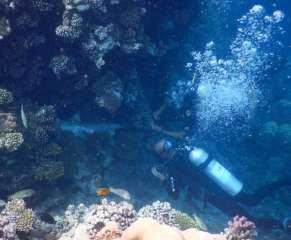 بالصور.. إنقاذ سمكة قرش ”حامل”ّمن وسط الشعاب المرجانية بمرسى علم
