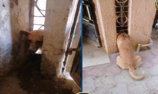 إستجابة فورية من قوات الحماية المدنية لإنقاذ ”كلب” محتجز بأحد العقارات بالفيوم