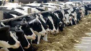 الزراعة: استيراد أكثر من 170 ألف رأس ماشية لتغطية موسم عيد الأضحى