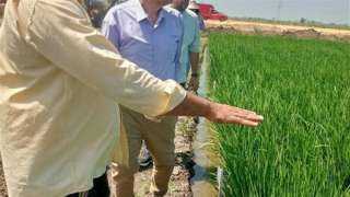البحوث الزراعية: محصول الأرز مبشر ولم يتأثر بالموجة الحارة