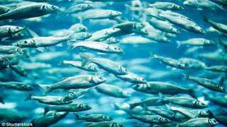 «معلومات الوزراء» يكشف تفاصيل خطة الاستزراع السمكي قرب قناة السويس