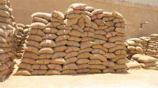 توريد 478 ألف طن من محصول القمح بشون وصوامع محافظة المنيا