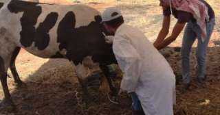 تحصين 367 ألفا و727 رأس ماشية بالشرقية للوقاية من الأمراض الوبائية