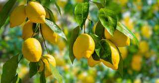 فوائد ورق الليمون الصحية