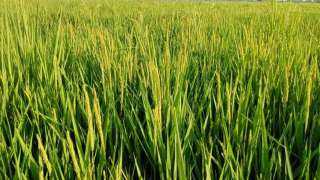 الهند تقرر رفع ضريبة صادرات محاصيل الأرز 20%