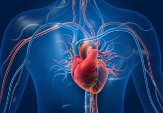 اكتشاف اتجاه جديد في علاج أمراض القلب