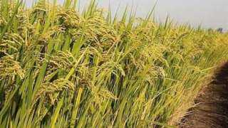 «الفاو» تتوقع ارتفاع الإنتاج العالمي من الحبوب وتراجع القمح