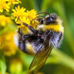 دراسة تحذّر من تأثيرات الاحتباس الحراري على أعداد ”النحل الطنان” في أوروبا