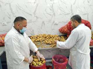 ”الزراعة” تعلن عدد من الاجراءات الوقائية الهامة لمكافحة العفن البني في البطاطس