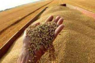 التموين: مخزون القمح يكفي 5 أشهر واستمرار التعاقدات لتعزيز الاحتياطي الاستراتيجي