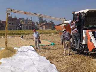 محافظ الشرقية يُتابع سير انتظام حصاد محصول الأرز ويعلن الإنتهاء من حصاد (273478) فدان