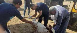 بيطري المنيا: تقديم الخدمات البيطرية لـ 918 رأس ماشية خلال قافلة بيطرية مجانية