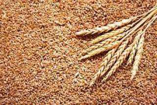 ارتفاع سعر تصدير القمح الروسي 2 دولار خلال الأسبوع الماضي