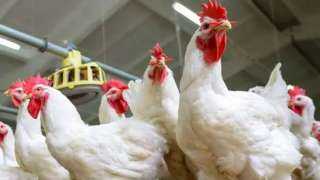 تحصين 45 ألفا و610 طيور ضد الأمراض الوبائية في كفر الشيخ