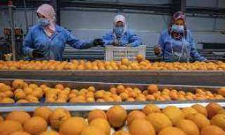 الزراعة: بدء تصدير البرتقال المصري للموسم الحالى