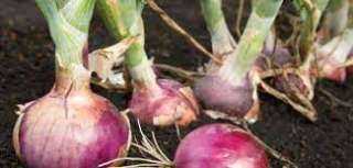 ”الزراعة” تصدر 7 توصيات لزيادة إنتاجية البصل في الشتاء