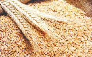 الإحصاء: تراجع واردات مصر من القمح والأدوية أسهم فى خفض إجمالى الواردات