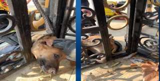 إستجابة فورية من قوات الحماية المدنية لإنقاذ ”كلب” عالق ببوابة إحدى الحدائق بالفيوم