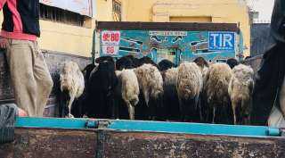 تسليم 120 رأس ماشية بقرية ماقوسة بمركز المنيا ضمن برنامج ”فرصة”