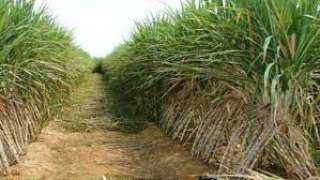 الري : تحديد كميات زراعة قصب السكر لترشيد استهلاك المياه