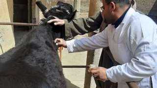 تحصين  124.4 ألف رأس ماشية ضد الحمى القلاعية والوادي المتصدع ببني سويف