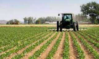 الزراعة: الدولة تتبنى مشروعات ”التوسع الرأسي” لزيادة إنتاجية المحاصيل