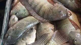 محافظ جنوب سيناء: ضخ كميات من الأسماك في منافذ البيع والمجمعات