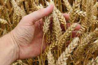الزراعة : محصول القمح مبشر هذا العام بسبب برودة الطقس