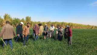 البحوث الزراعية: إطلاق حملات إرشادية لمتابعة المحاصيل الاستراتيجية