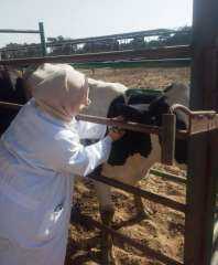 فحص ٢٢٥٣ رأس ماشية ضد البروسيلا و ١٦٢٠  رأس ماشية ضد السل البقري خلال شهر يناير الماضي بالشرقية