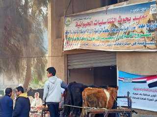 الزراعة :علاج وفحص 6 آلاف رأس ماشية مجانا لدي 3 آلاف من صغار المربين بمحافظة بني سويف