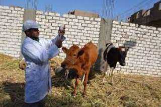 الخدمات البيطرية: تطوير مراكز تجميع الألبان وتحسين سلالات الماشية المحلية