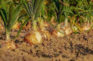 أمراض النباتات يصدر توصيات هامة لمزارعي البصل والثوم لحماية المحصول خلال هذه الفترة