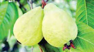 ”وزارة الزراعة” تصدر نشرة بالتوصيات الفنية لمزارعي محصول الجوافة