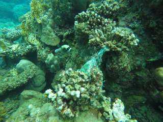 بالصور.. ننشر اهم فعاليات حملة تنظيف الشعاب المرجانية في مرسى علم