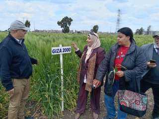وزارة الزراعة: حملات لمتابعة المحاصيل الاستراتيجية وبرامج تربية الأصناف في سخا