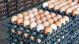 الزراعة: أسعار البيض في البورصة لم يتغير