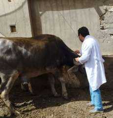 بيطري الشرقية يُحصن ١٨٨ ألف و٦٩٢ رأس ماشية ضد مرضى الحمى القلاعية و حمى الوادي المتصدع