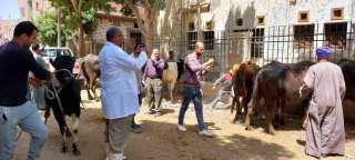 بيطري المنيا: تقديم الخدمات البيطرية لـ 490 رأس ماشية خلال قافلة مجانية بقرية الحواصلية بمركز المنيا