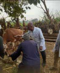 بيطري المنيا: تحصين ١٦٠ ألف  رأس ماشية ضمن الحملة القومية لمجابهة أمراض الحمى القلاعية وحمى الوادي المتصدع