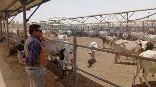 مصر تتعاقد علي 20 ألف رأس ماشية من عدة مناشئ تمهيداً لضخها  بالمجمعات الاستهلاكية