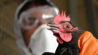 ولاية أسترالية تستخدم القتل الرحيم على الطيور المصابة بإنفلونزا الطيور